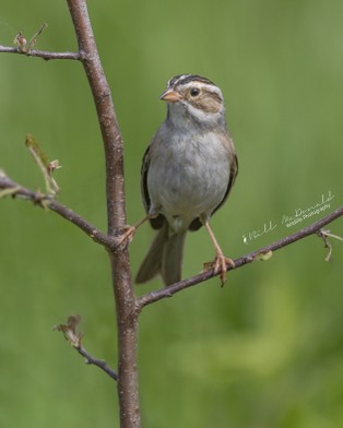 Clay-coloured Sparrow.jpg