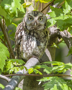 Eastern Screech Owl 1.jpg