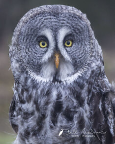 Great-gray Owl.jpg