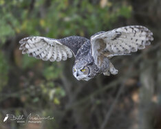 Great-horned Owl.jpg