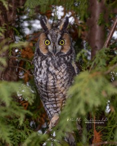 Long-eared Owl.JPG
