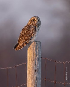 Short-eared Owl.JPG