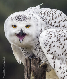Snowy Owl Close Up.jpg