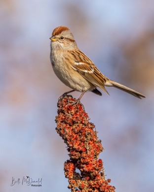 American Tree Sparrow 2.JPG
