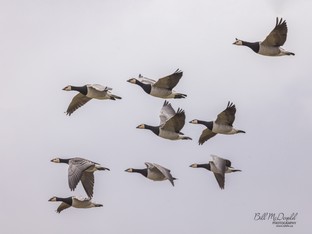 Barnacle Geese in Flight.jpg