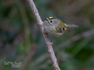 Goldcrest.jpg