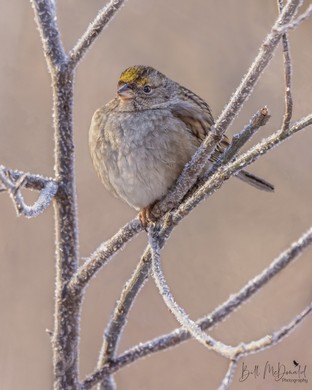 Golden-crowned Sparrow - Jan08.JPG
