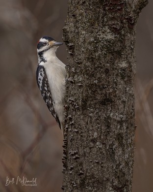 Hairy Woodpecker (M) - Dec 29.JPG