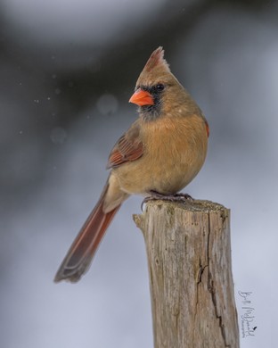 Northern Cardinal (F) 2 Jan22.JPG