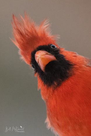 Northern Cardinal (M) Jan19.JPG