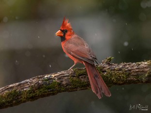 Northern Cardinal (M).JPG