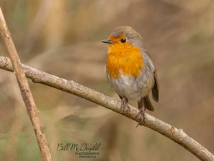 Robin.jpg