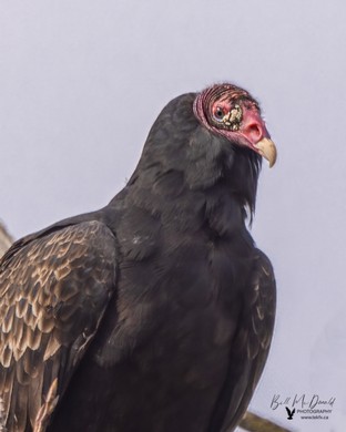 Turkey Vulture - Oct 01.JPG