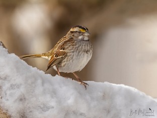 White-throated Sparrow - Feb08.JPG