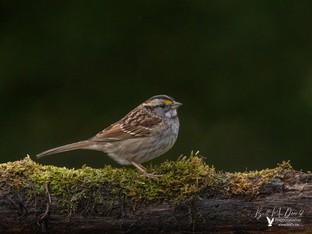 White-throated Sparrow - Oct20.JPG