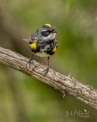 Yellow-rumped Warbler - Jun 21.JPG