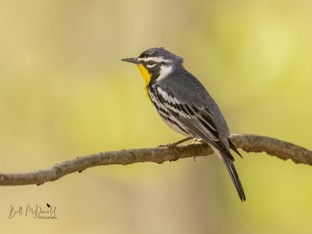 Yellow-throated Warbler May 3rd.JPG