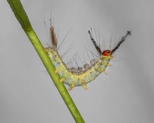 A White-marked Tussock Moth Caterpillar (Orgyia leucostigma). _.jpg