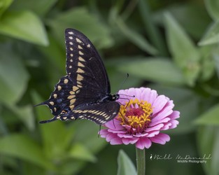Black Swallowtail Butterfly.jpg