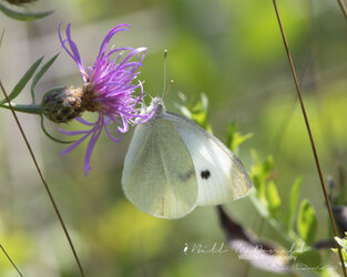 Cabbage White  Butterfly.jpg