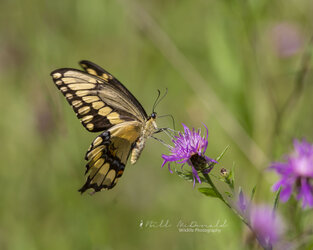 Giant Swallowtail Butterfly.jpg