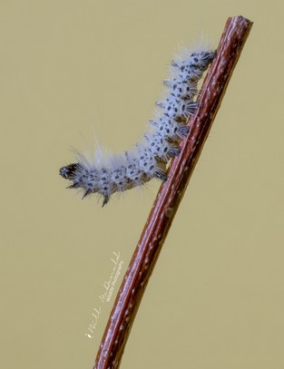 Hickory Tussock Moth larva.jpg