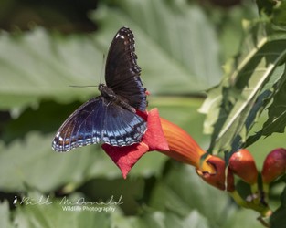 Red Spotted Purple.jpg