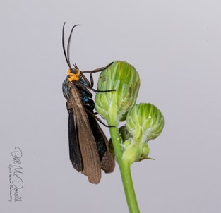 Virginia Ctenucha Moth.jpg