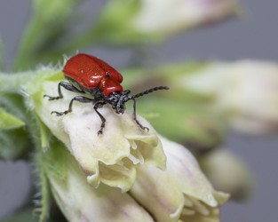 Red Lily Leaf Beetle.jpg