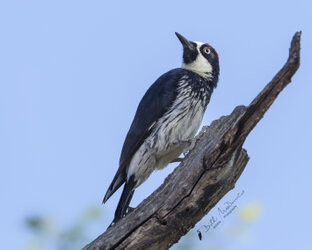 Acorn Woodpecker.jpg