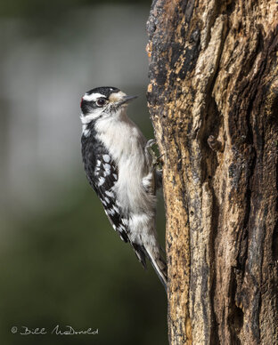 Downy Woodpecker (m).jpg