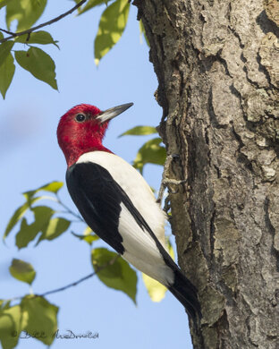 Red-headed Woodpecker.jpg