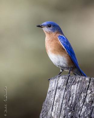 Eastern Bluebird (m).jpg