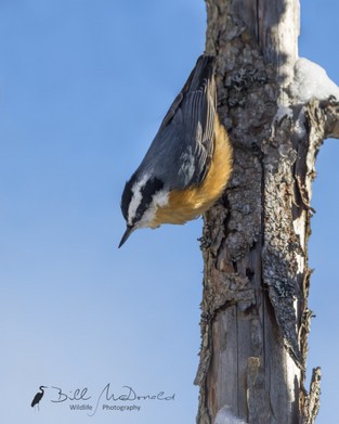 Red-breasted Nuthatch xxx.jpg