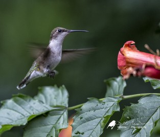 Ruby-throated Hummingbird (F).jpg
