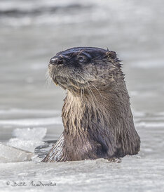 North American River Otter.jpg