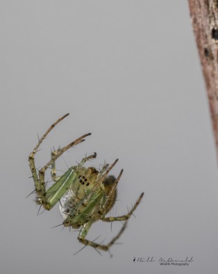 Spider on Web Filament.jpg