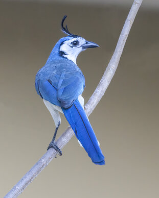 White-throated Magpie-Jay.jpg