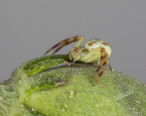 Mecaphesa (Crab Spider).jpg