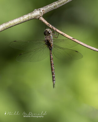 Darner Dragonfly --.jpg