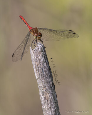 Red Meadowhawk Dragonfly.jpg