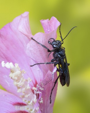 Great Black Wasp.jpg