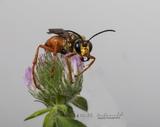 Great Golden Digger Wasp.jpg