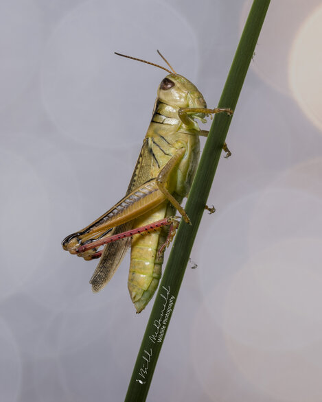 Grasshopper 1.jpg