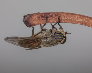 Horse Fly (Hybomitra lasiophthalma).jpg