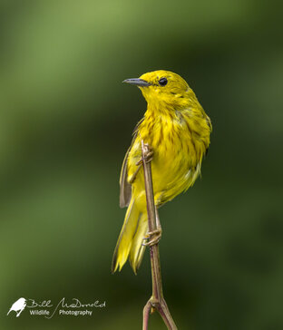 Yellow Warbler (M).jpg