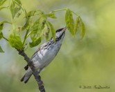 Blackpoll Warbler (m).jpg